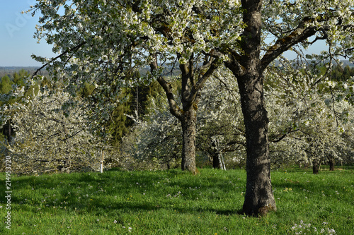 Streuobstwiese mit bluehenden Kirschbaeumen photo