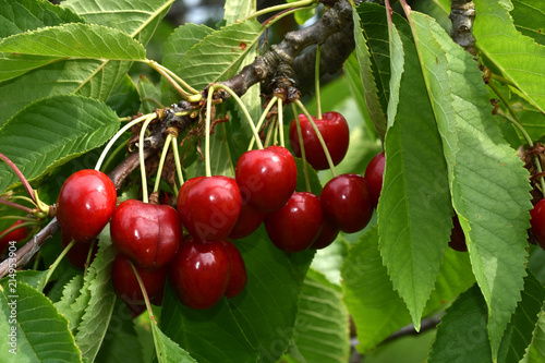 Sueßkirschen, prunus avium, sweet cherries