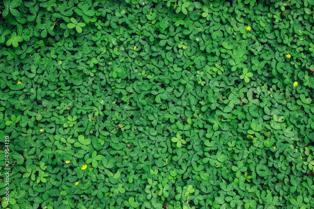 Green leaf background Green leaf background