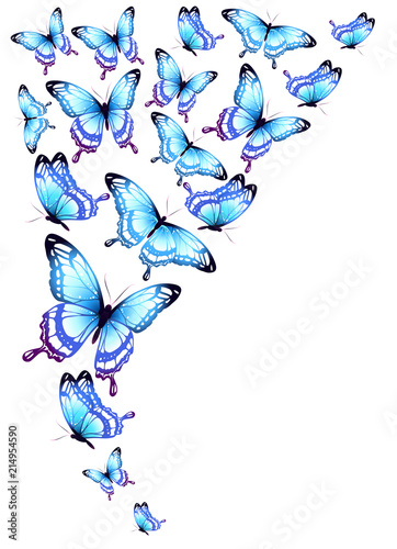 blue butterflies design, isolated on a white background © aboard