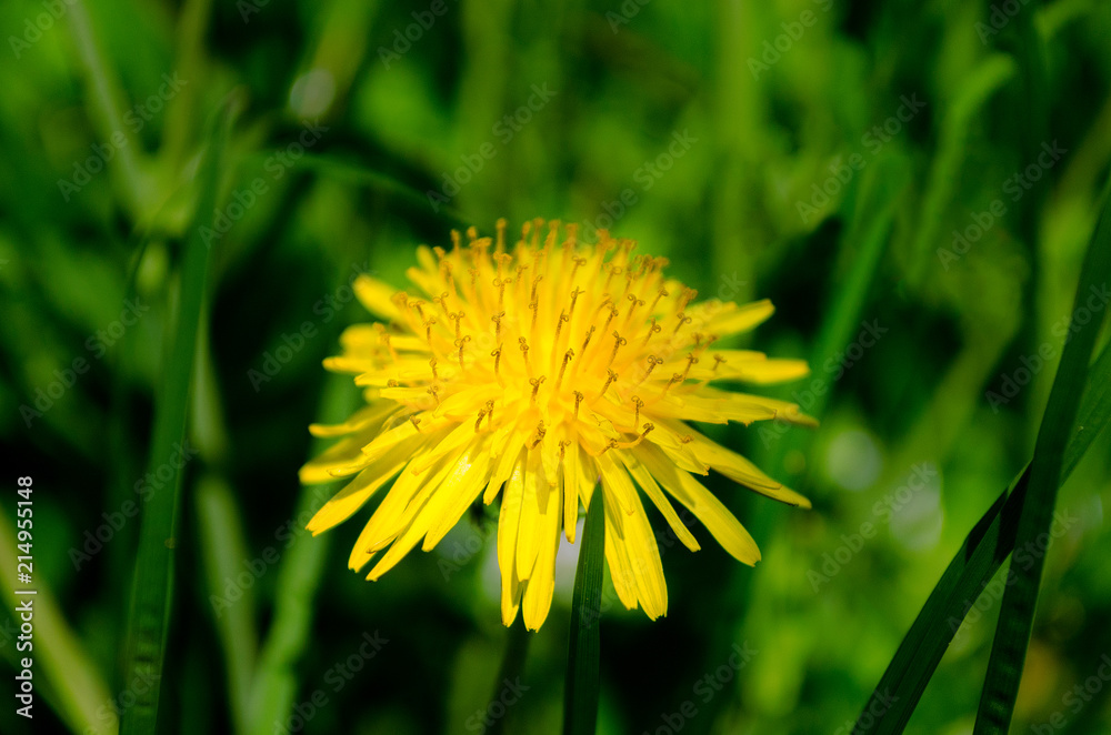 Spring Colorful Flower
