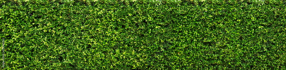 Green leaves texture and background. Green leaves texture and background.
