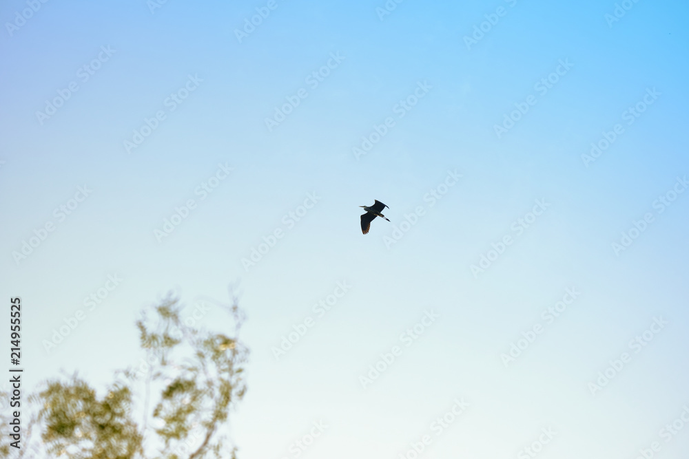 Bird flying over in blue morning sky. Bird flying over in blue morning sky.