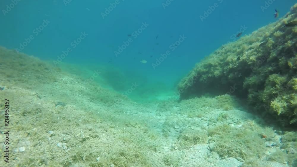 dynamic shot of swimming through underwater valley dynamic shot of swimming through underwater valley