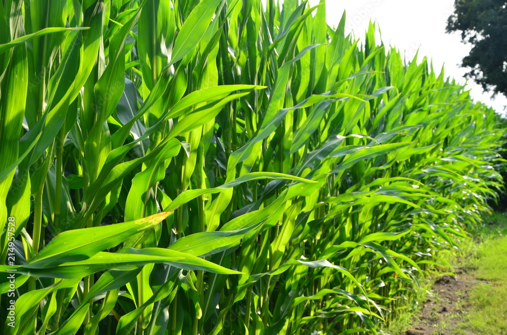 Obraz premium Deutschland 2018