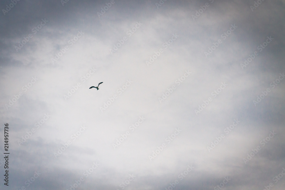 Albatross bird flying in the cloudy sky in summer over the sea