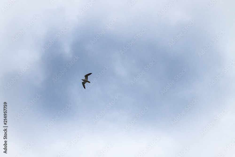 Albatross bird flying in the cloudy sky in summer over the sea