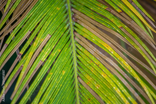 Palm trees in the garden