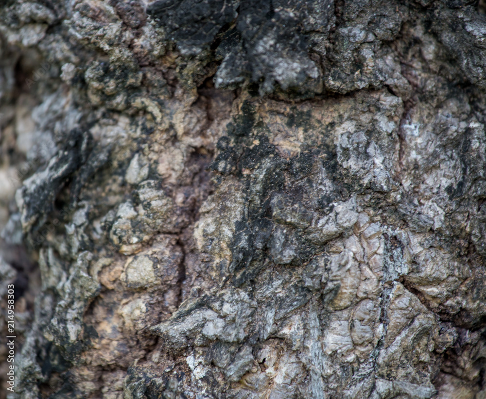 The bark of the tree The bark of the tree