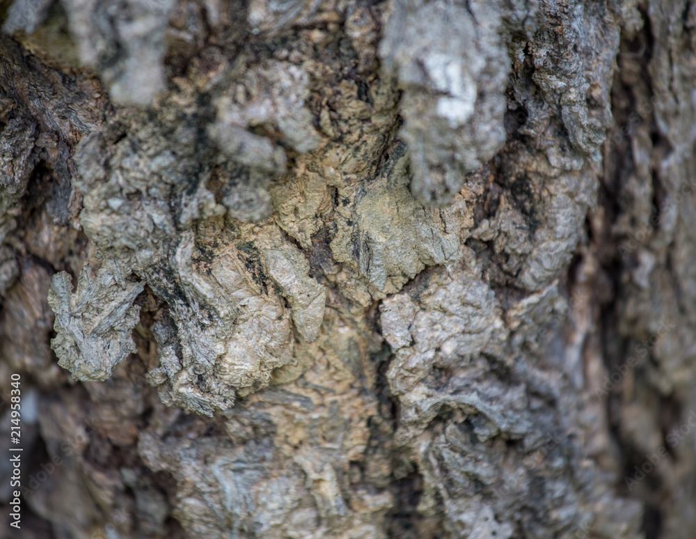 The bark of the tree The bark of the tree