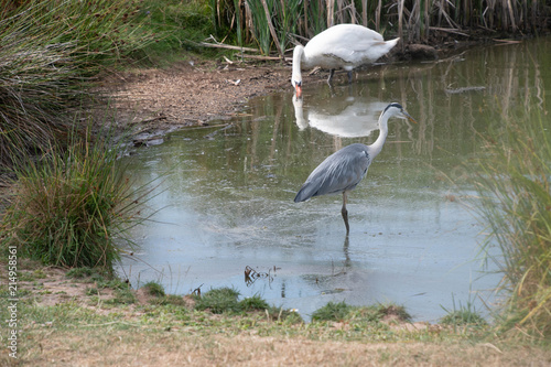 Swan and heron forced to seek food together  in a drought hit lake