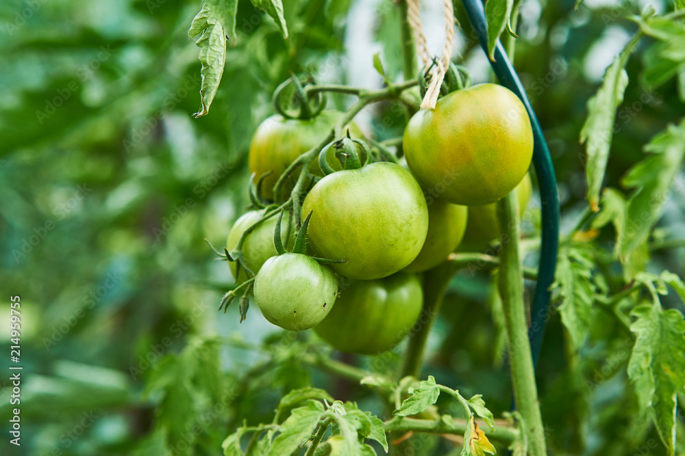 Close up picture of bunch of green unriped tomatoes growing in the greenhouse or on the tomato bush in summer sunny day waiting to be harvested. 