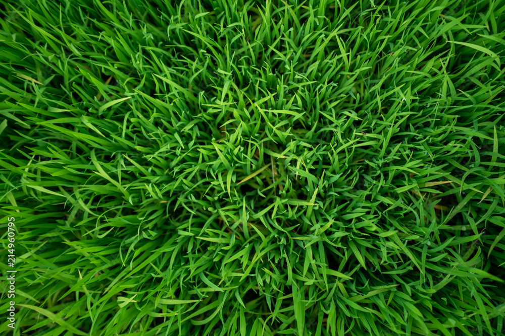 Grass Texture Background Grass Texture Background