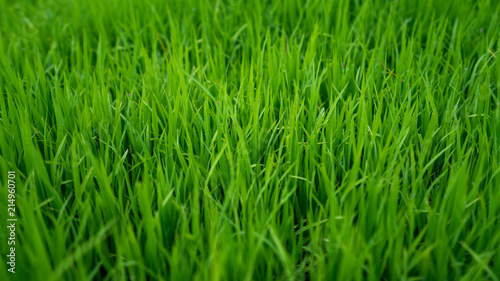 Green Grass Texture 