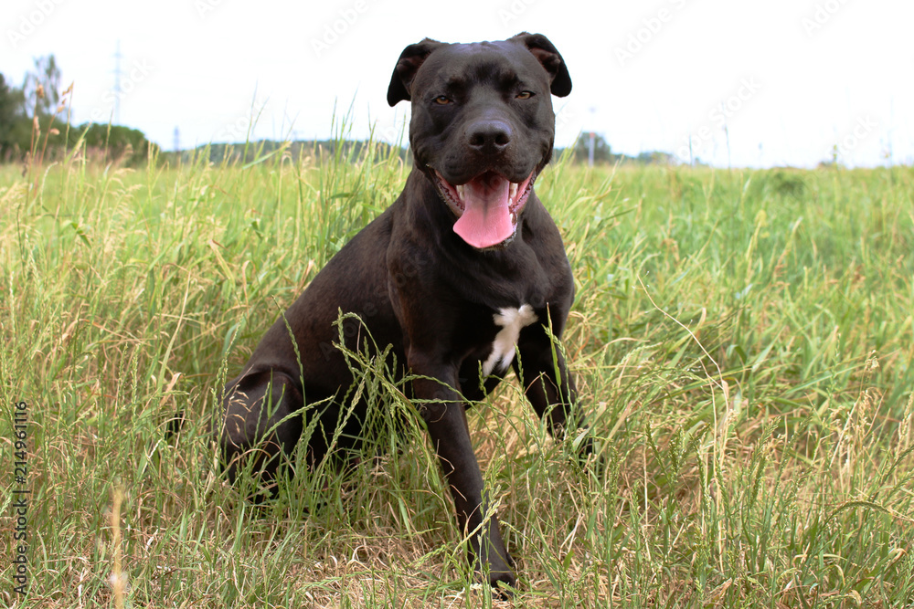 Black American Pitbull Terier from Czech Republic is smiling on you Black American Pitbull Terier from Czech Republic is smiling on you