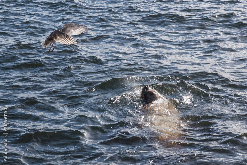 Obraz premium bird against sea lion