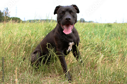Black American Pitbull Terier from Czech Republic is smiling on you