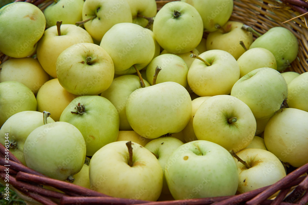 Closeup picture on harvested riped summer green apples in wickerwork handbasket from organic farm or home garden growing without any chemical pesticides or fertilizers. Closeup picture on harvested riped summer green apples in wickerwork handbasket from organic farm or home garden growing without any chemical pesticides or fertilizers.