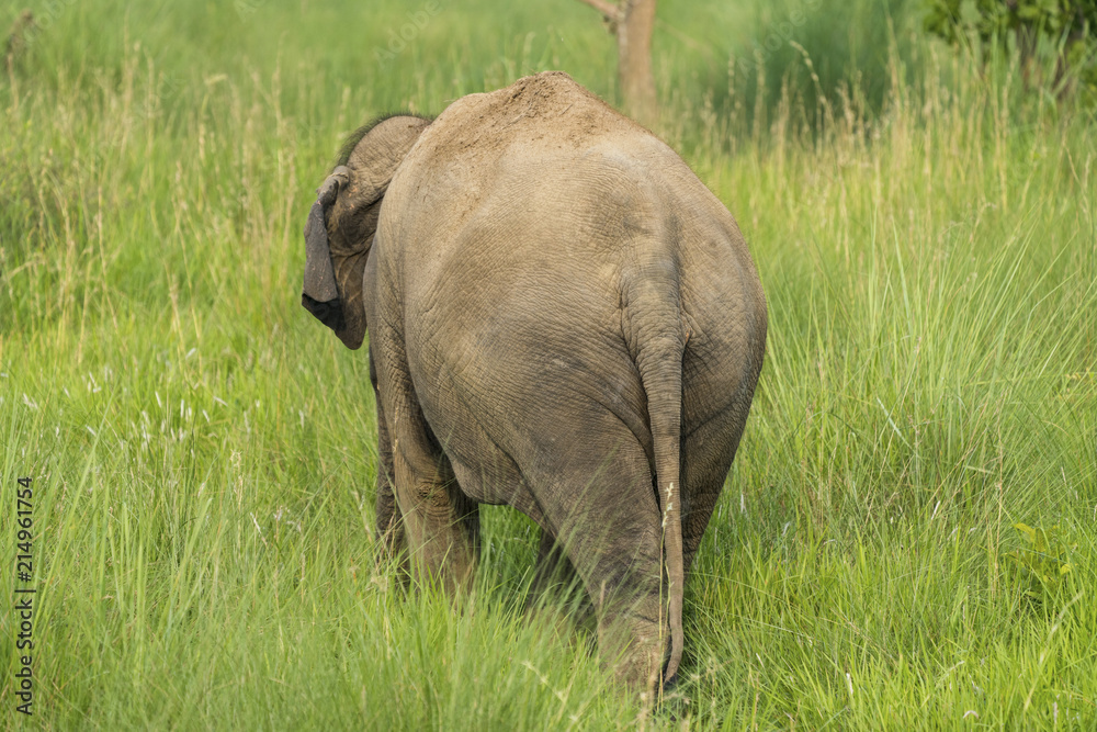 Fototapeta premium Asian elephant eating grass or feeding in the wild