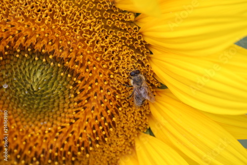 Sunflower with bee close up