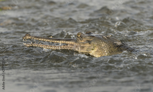 gharial or false gavial close-up portrait in the river