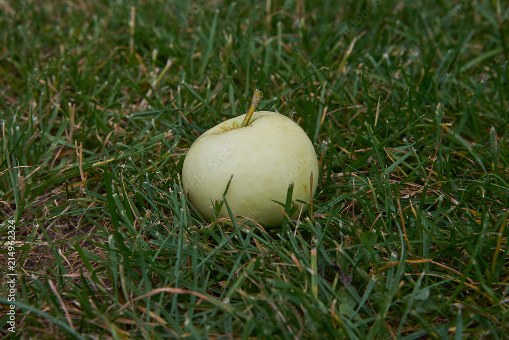 Fototapeta premium Closeup picture of riped green summer apple lying in the grass under the apple tree because fallen ripen. Fruit from organic farming or home grown gardening. 