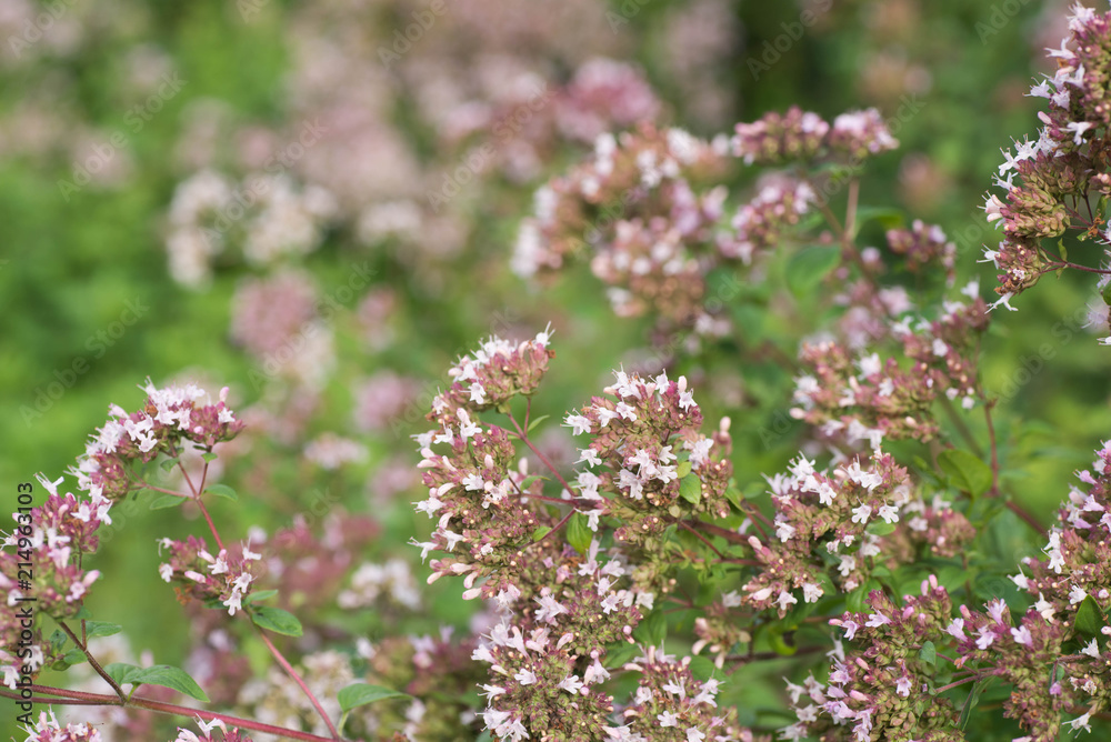 oregano flowers in garden oregano flowers in garden
