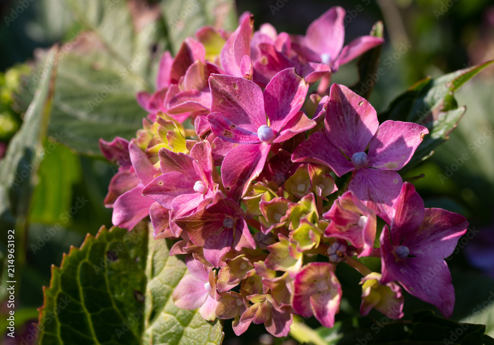 Fototapeta premium Hortensie