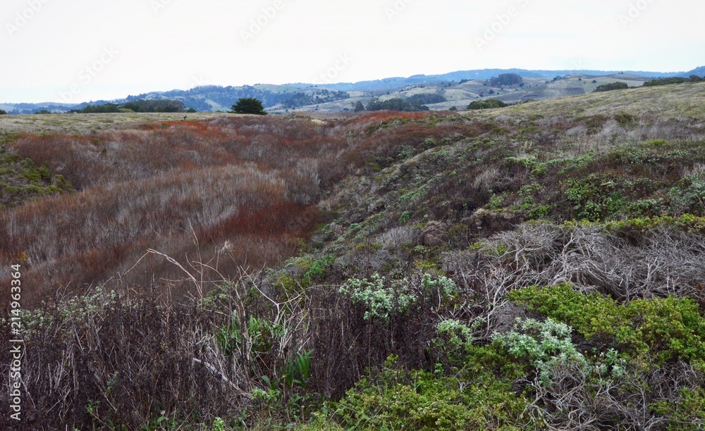 Beautiful colored grassy field Beautiful colored grassy field