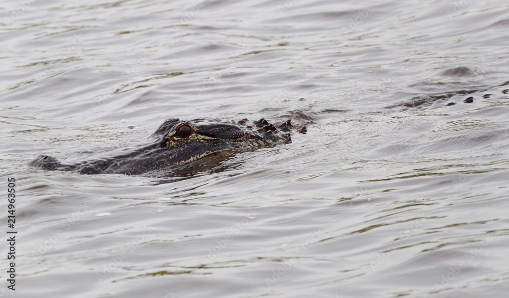 Alligator in the water with eye out Alligator in the water with eye out