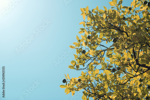 Detalle contrapicado de ramas de árboles en contraluz bajo un cielo azul intenso. Ramas con hojas verdes y fruto verde sin madurar. photo
