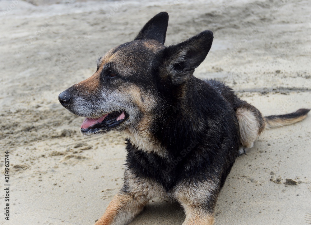 Old grey and black dog on the beach Old grey and black dog on the beach