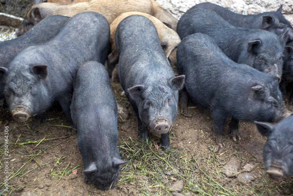 Small Vietnamese pigs on the farm Small Vietnamese pigs on the farm