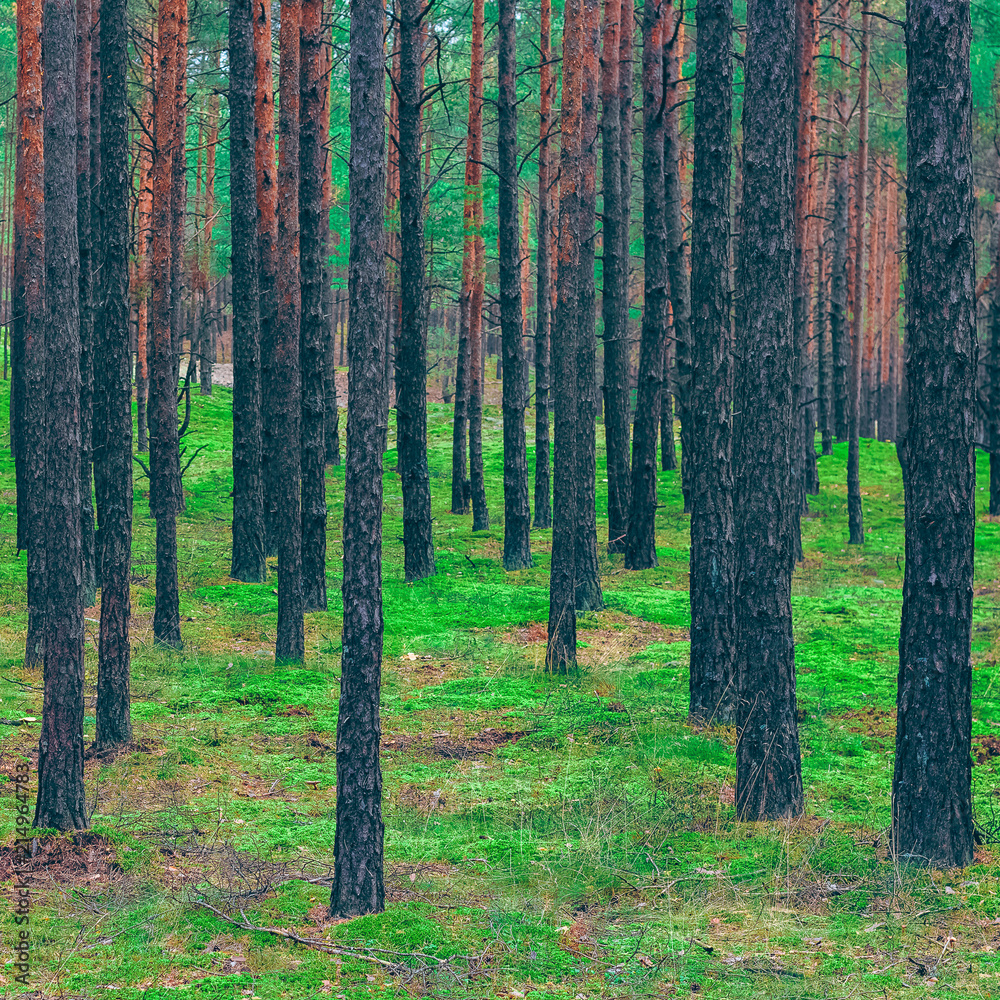 Obraz premium Pine forest green landscape