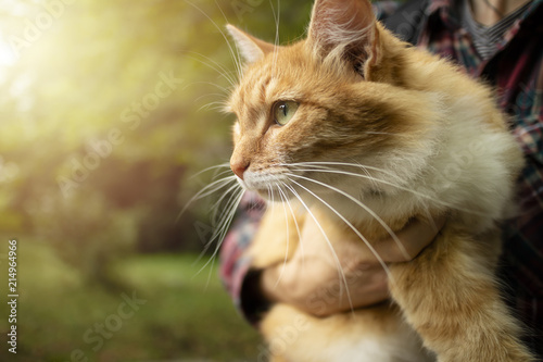 Close-up of Ginger domestic cat with long whiskers in young man arms. Selective focus.