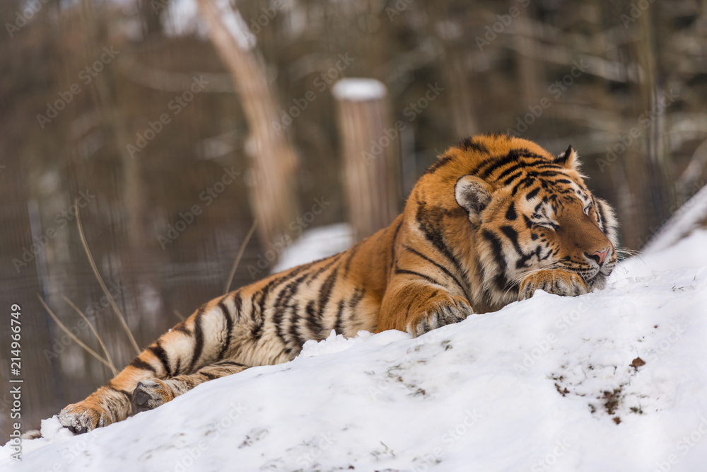 Obraz premium Schlafender Tiger in Schnee