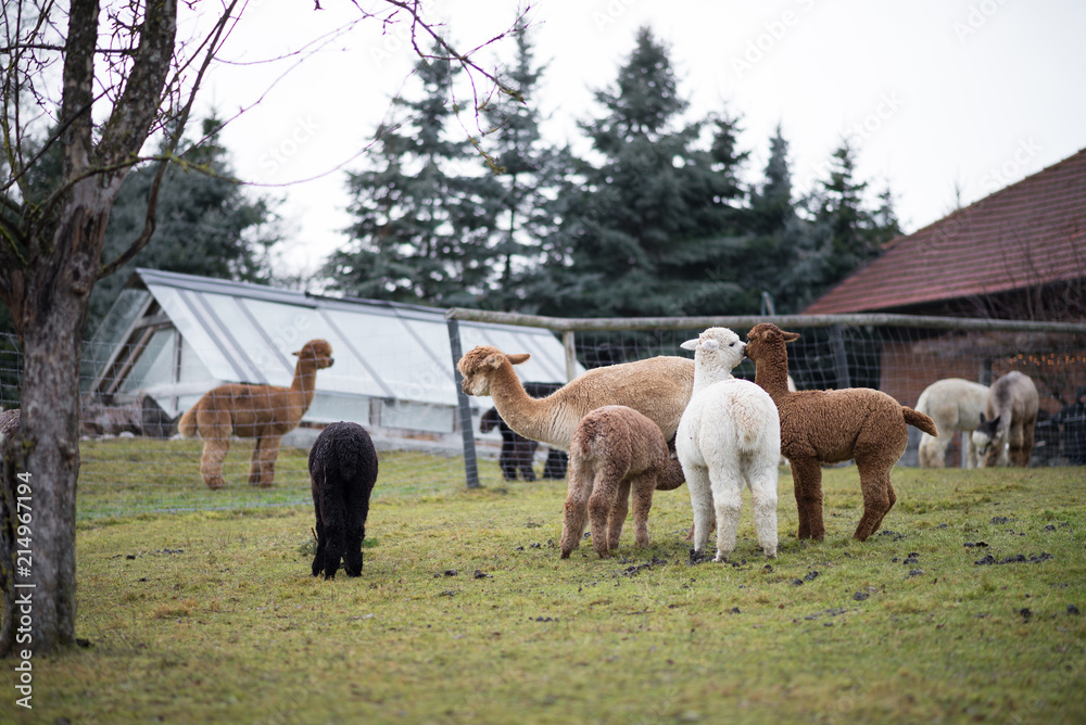 Obraz premium Alpacas auf Weide in Garten 1