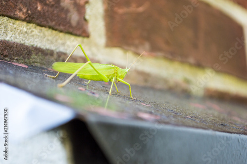 Baby grasshopper on a black mailbox