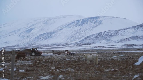 Horses in Skagaströnd, Iceland, a sleepy fishing village in the north of Iceland. Filmed in the winter months in the cold ice and snow. photo