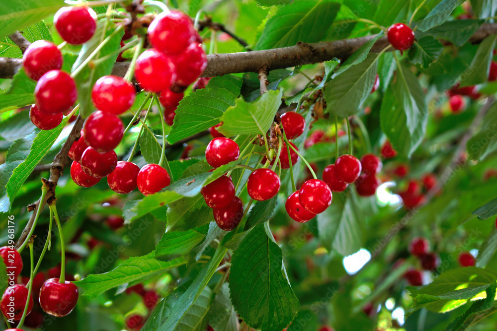 Closeup of cherries on a tree