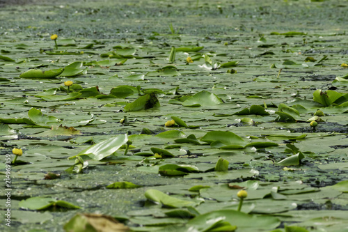 Water lilies in summer © Maksym Dragunov