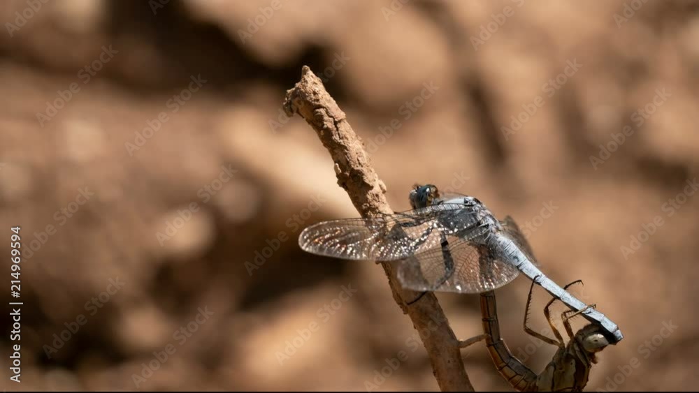 timelapse of two dragonflies in mating timelapse of two dragonflies in mating