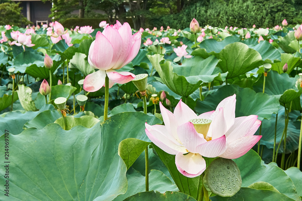 秋田 千秋公園 お堀の蓮の花 Stock Photo Adobe Stock