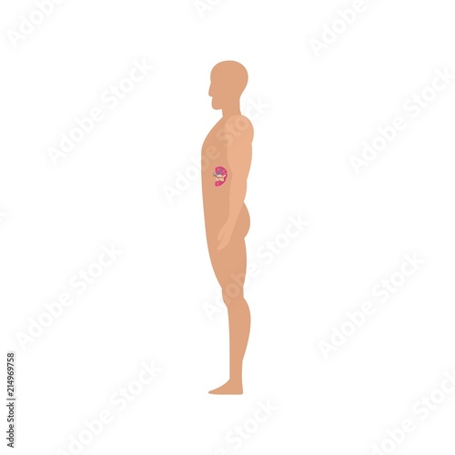 Side view spleen human body icon. Flat illustration of side view spleen human body vector icon for web isolated on white
