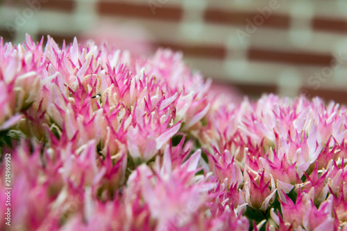 Macro succulent plant in bloom photo