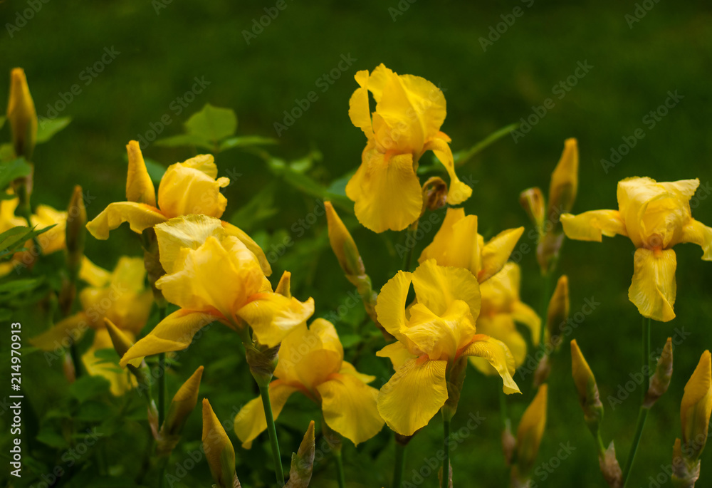 Close-up view of an yellow iris flower on background of flowers and green leaves. Yellow tender iris is blooming in the garden in the summer day. Close-up view of an yellow iris flower on background of flowers and green leaves. Yellow tender iris is blooming in the garden in the summer day.