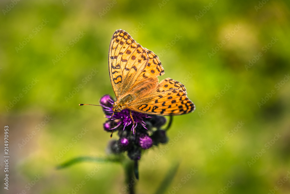Little mountain butterfly Little mountain butterfly