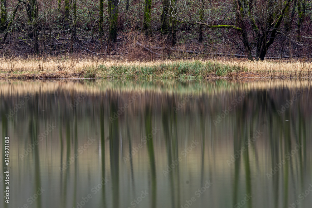 Tree reflection in Lake Tree reflection in Lake