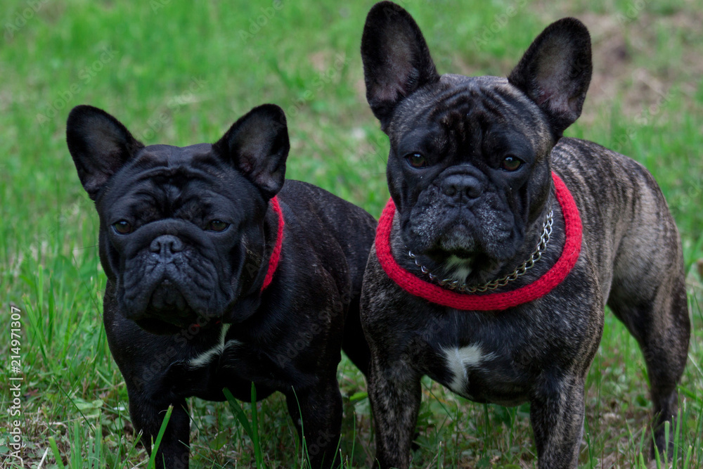 Two french bulldogs is standing in the green grass. Pet animals.