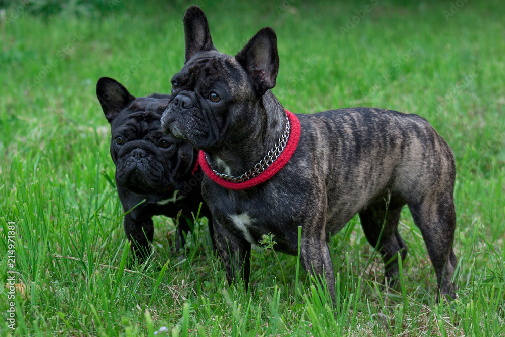 Two cute french bulldogs is standing in the green grass. Pet animals.